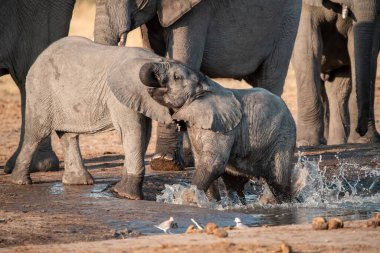 Afrika fili Etoşa Ulusal Parkı, Namibya 'daki su birikintisinden su içiyor.