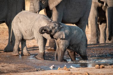Sudaki delikten su içen fil.