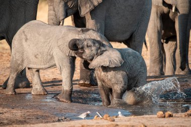 Afrika fili içme suyu
