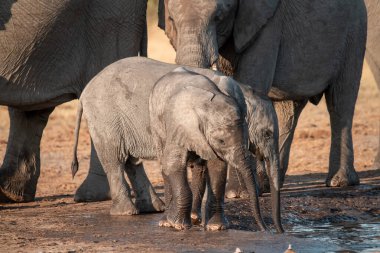 Etoşa Ulusal Parkı, Namibya 'daki su birikintisinde oynayan genç bir Afrika fili..
