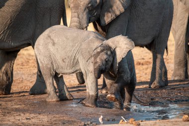 Afrika Ulusal Parkı 'ndaki su birikintisinden su içen genç bir fil.