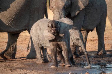 Güney Afrika 'daki Kruger Ulusal Parkı' ndaki su birikintisinden su içen genç bir fil..