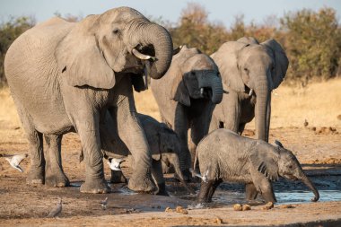 Su birikintisindeki su birikintisinden su içen filler