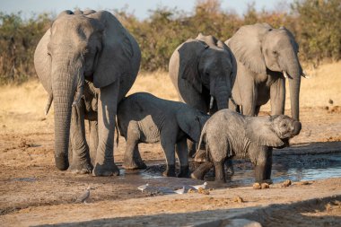Afrika savanasındaki filler