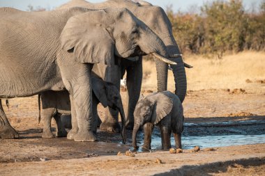 Etoşa Ulusal Parkı 'ndaki su birikintisinden su içen Afrika filleri. Namibya, Afrika.