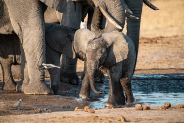 Ziyarette200 Afrika fili