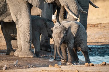 Etoşa Namibya 'daki Afrika fili