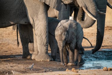 Afrika fili çamurdaki delikten su içiyor, etosha, namibya.