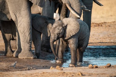 Etoşa Ulusal Parkı, Namibya 'daki Afrika filleri