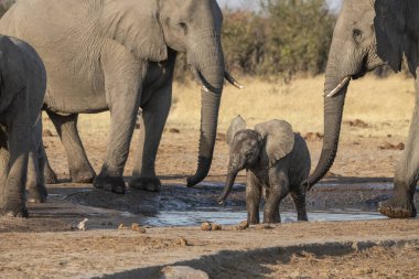 Afrika savanasındaki filler Güney 'in parkında.