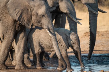 Kenya savanındaki fil