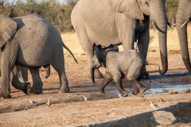 Afrika savanasındaki filler