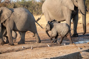 Afrika filleri vahşi doğada, Güney Afrika