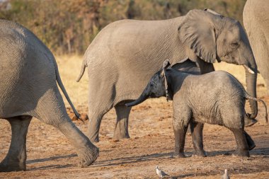 Vahşi doğadaki bir grup Afrika fili.