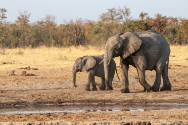 Güney Afrika 'daki Kruger Ulusal Parkı' nda su birikintisindeki filler.