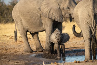 Fil ve anne Güney Afrika 'daki Kruger Ulusal Parkı' nda sudan su içiyorlar.