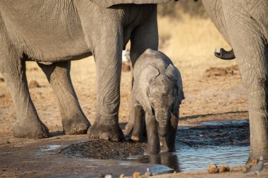 Afrika filindeki delikten su içen bir fil.