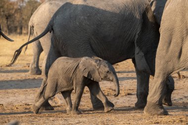 Anne ve küçük bebek fil güneşli bir günde çimenlerde yürüyorlar Kruger Ulusal Parkı, Güney Afrika.