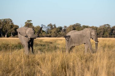 Güney Afrika 'daki Kruger Ulusal Parkı' nda iki fil.