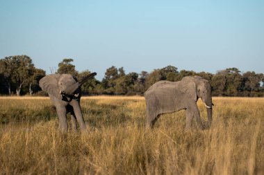 Büyük siyah Afrika çalısı olan Afrika fili, lofodonta, botswana