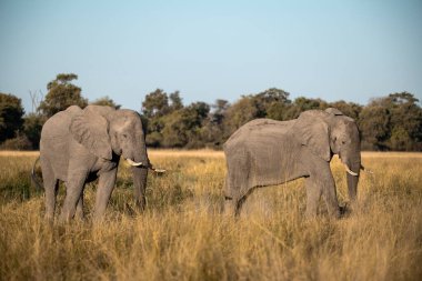 Savannah iki fil