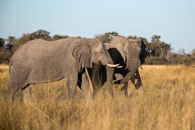 Ovada yürüyen büyük bir fil grubu Chobe Ulusal Parkı, Botswana, Botswana