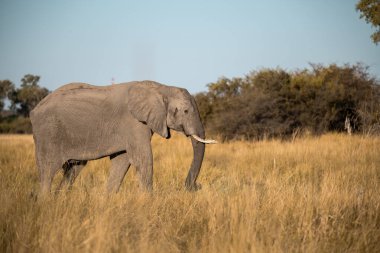 Kenya 'daki ulusal parktaki fil