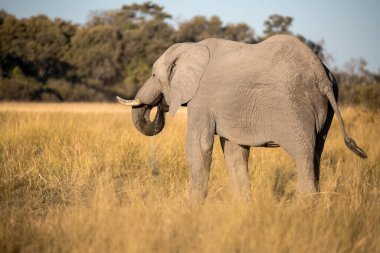 Güney Afrika 'daki Kruger Ulusal Parkı' ndaki fil.