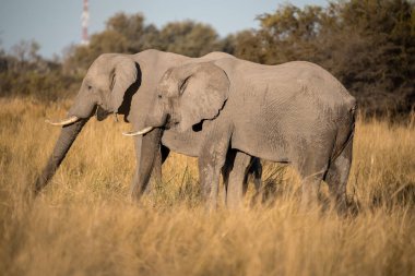 Savanadaki büyük bir vahşi fil grubu.