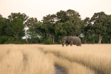 Savanadaki fil