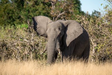Afrika ulusal parkında büyük bir fil.