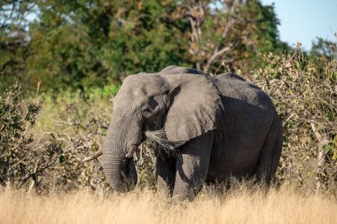 Çalılıklarda büyük siyah fil