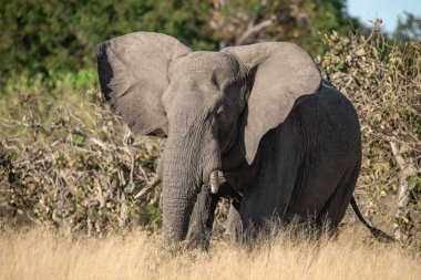 Kenya bozkırında büyük filler