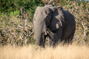 Botswana 'daki Chobe Ulusal Parkı' ndaki çalılıklarda bir fil.