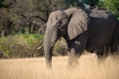 Afrika fili, Loxodonta Africana Ulusal Parkı, Botswana