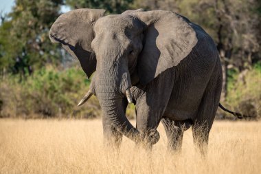 Afrika savanındaki büyük filler.