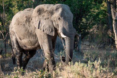 Savanada yürüyen bir fil