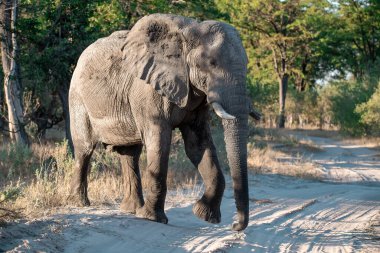 Botswana 'nın ulusal parkında yürüyen Afrika fili.