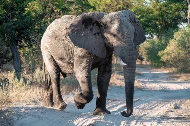 Kruger Park 'taki Afrika fili