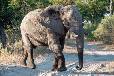 Kruger National Park, Güney Afrika içinde yürüyen fil