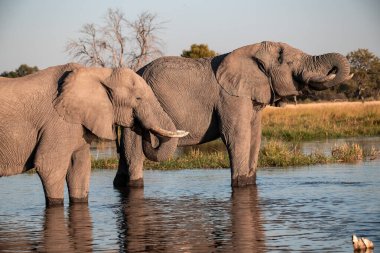 Güney Afrika 'daki Kruger Ulusal Parkı' nda suda bir fil sürüsü.