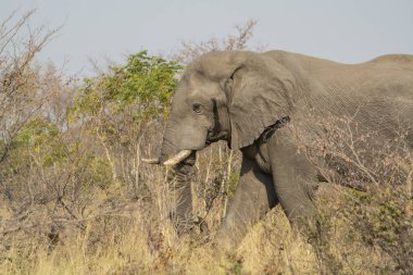 Afrika fili Kruger Ulusal Parkı, Güney Afrika