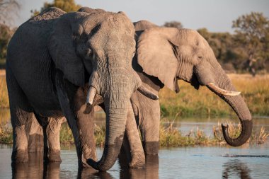 Suda iki Afrika fili