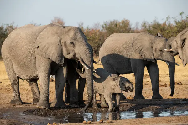 Su birikintisindeki filler