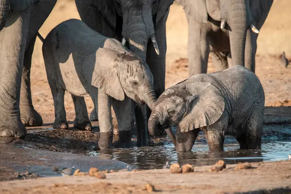 Su birikintisinde su içen bir fil.