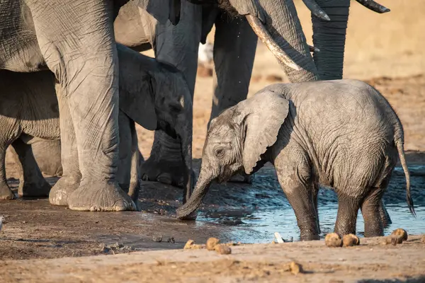Etoşa Ulusal Parkı, Namibya 'daki su birikintisinde su içen bir Afrika fili. Afrika