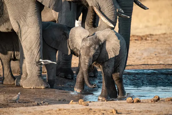 Ziyarette200 Afrika fili