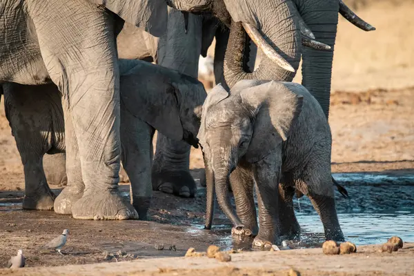 Etoşa Namibya 'daki Afrika fili