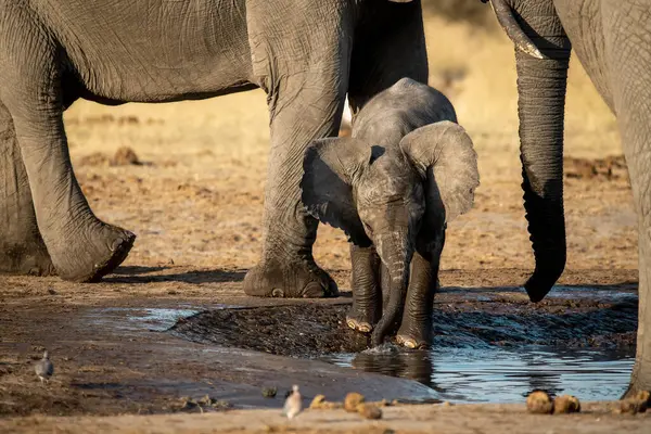 Afrika savanasındaki sıcak bir delikte fil suyu içiyor.