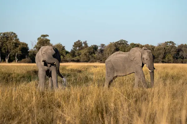 Kruger Ulusal Parkı 'ndaki fil, Güney Afrika